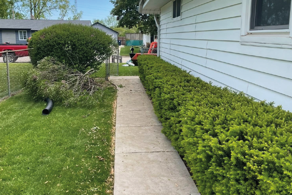 Prunning & maintenance