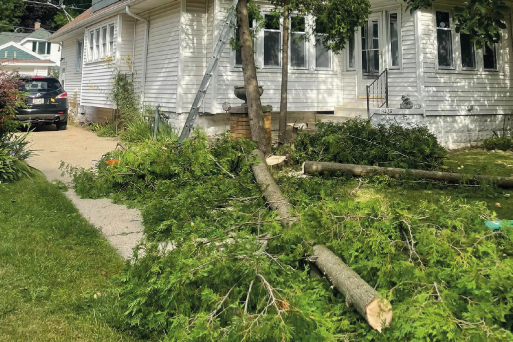 Tree Removal Services