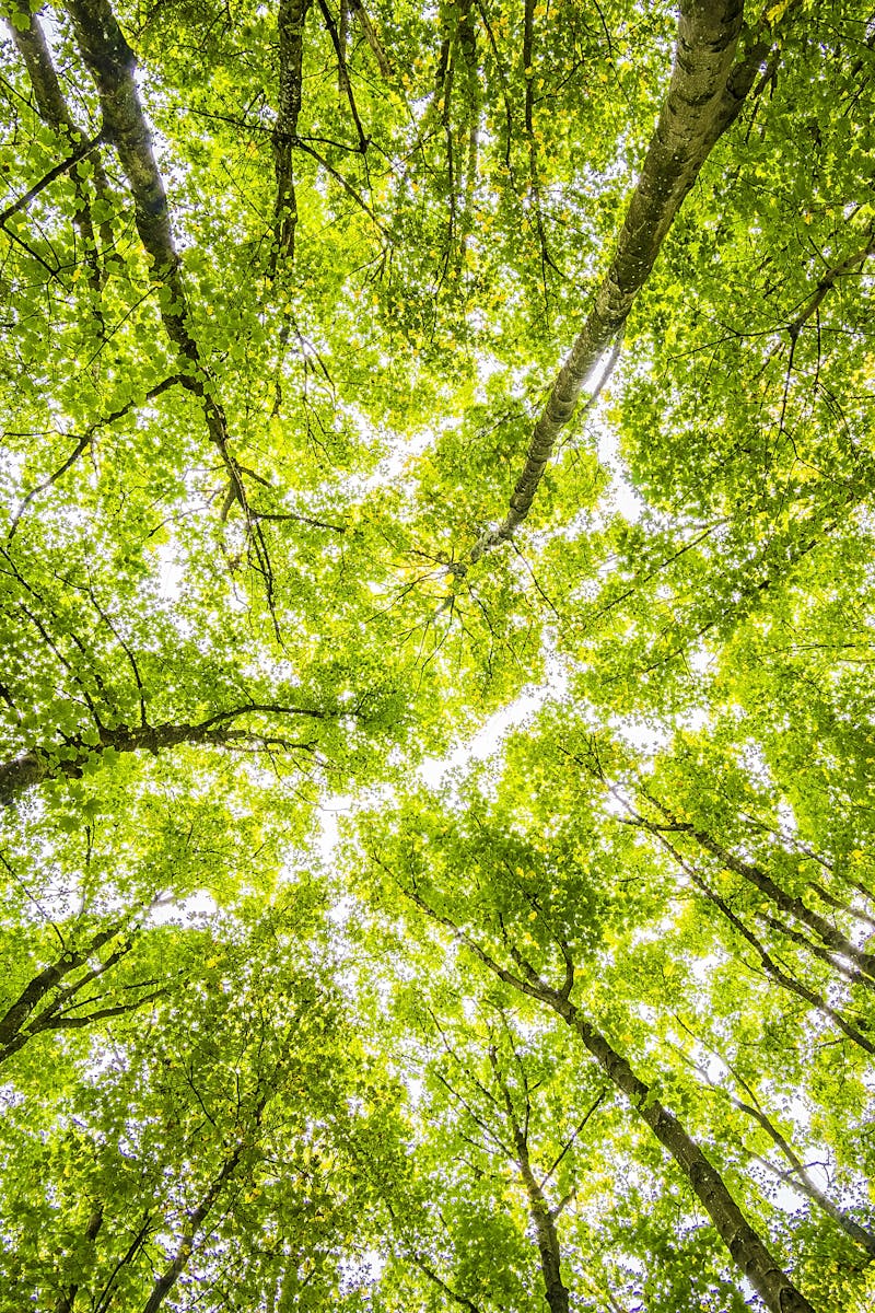 Looking up through the dense green canopy in a vibrant forest, showcasing nature's beauty.